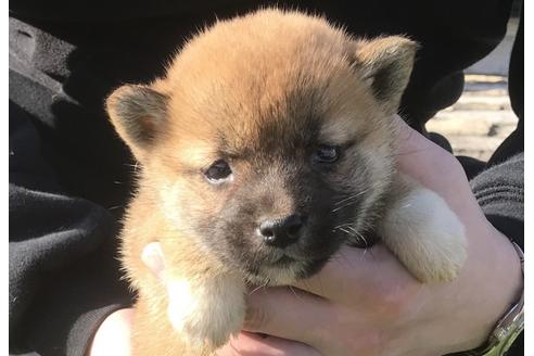 成約済の長崎県の柴犬-47079の5枚目