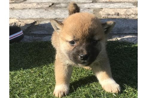 成約済の長崎県の柴犬-47079の3枚目