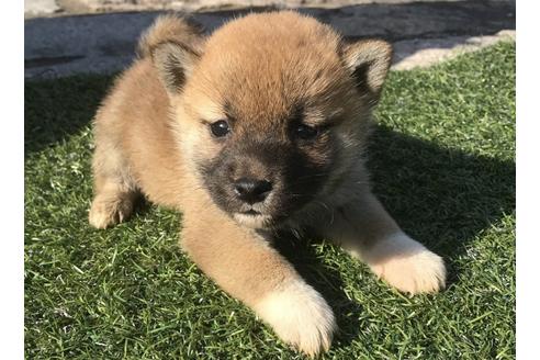 成約済の長崎県の柴犬-47079の4枚目