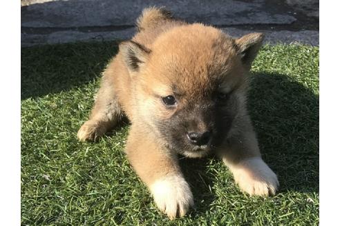 成約済の長崎県の柴犬-47079の1枚目