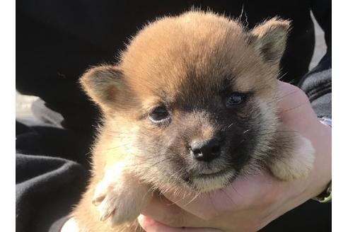 成約済の長崎県の柴犬-47080の5枚目