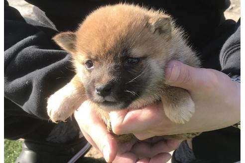 成約済の長崎県の柴犬-47080の3枚目