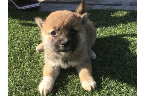 成約済の長崎県の柴犬-47080の4枚目