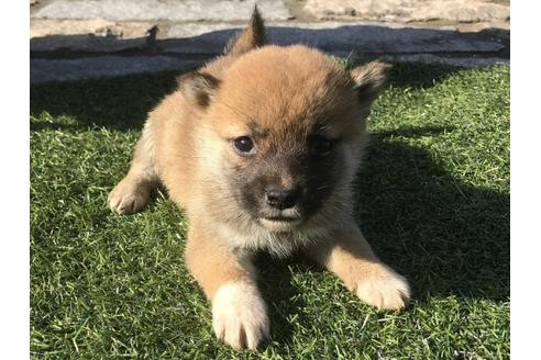 成約済の長崎県の柴犬-47080の1枚目
