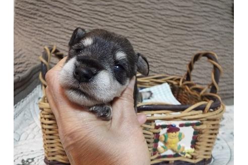 成約済の兵庫県のミニチュアシュナウザー-47142の5枚目