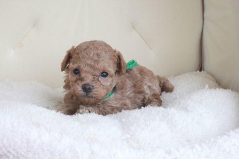 成約済の滋賀県のトイプードル-47190の2枚目