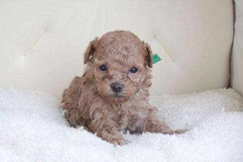 成約済の滋賀県のトイプードル-47190の1枚目