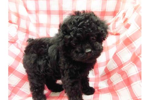 成約済の福岡県のトイプードル-47224の1枚目