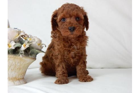 成約済の北海道のトイプードル-47239の1枚目