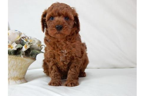 成約済の北海道のトイプードル-47239の2枚目