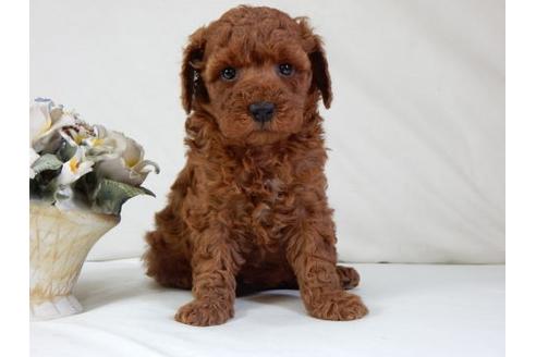 成約済の北海道のトイプードル-47239の3枚目