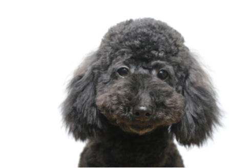 成約済の千葉県のトイプードル-46981の5枚目