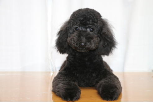 成約済の千葉県のトイプードル-46981の4枚目