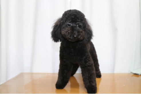 成約済の千葉県のトイプードル-46981の2枚目