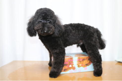 成約済の千葉県のトイプードル-46981の1枚目