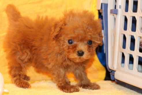 成約済の愛知県のトイプードル-45241の5枚目