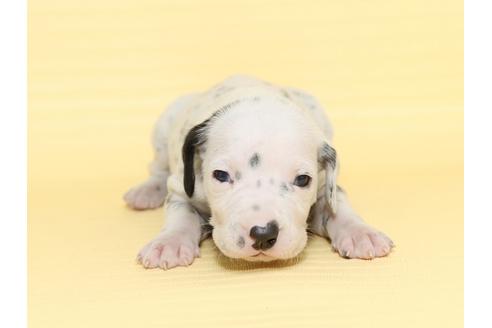 成約済の栃木県のダルメシアン-47301の4枚目