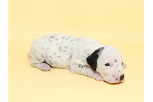 成約済の栃木県のダルメシアン-47301の1枚目