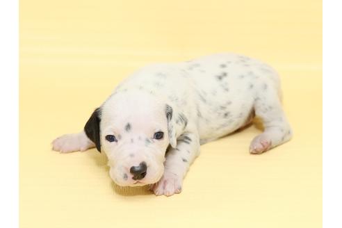 成約済の栃木県のダルメシアン-47301の2枚目