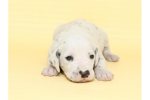 成約済の栃木県のダルメシアン-47303の4枚目