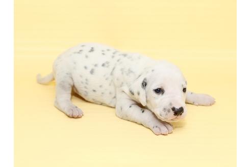 成約済の栃木県のダルメシアン-47303の1枚目