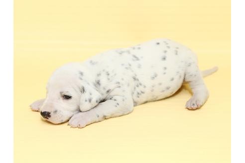 成約済の栃木県のダルメシアン-47303の2枚目