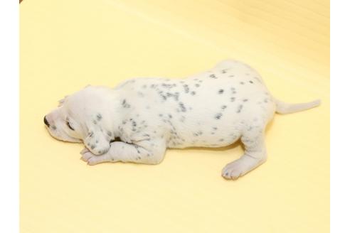 成約済の栃木県のダルメシアン-47303の3枚目