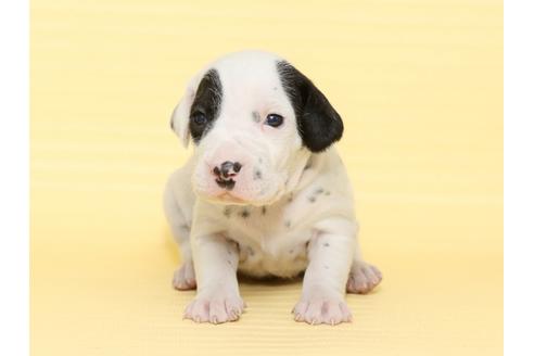 成約済の栃木県のダルメシアン-47304の4枚目