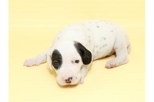 成約済の栃木県のダルメシアン-47304の2枚目