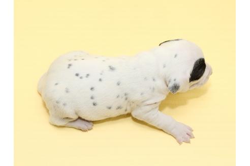 成約済の栃木県のダルメシアン-47304の3枚目