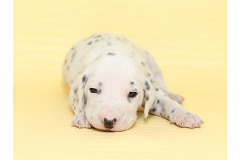 成約済の栃木県のダルメシアン-47305の4枚目