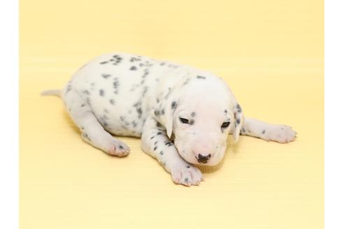 成約済の栃木県のダルメシアン-47305の1枚目