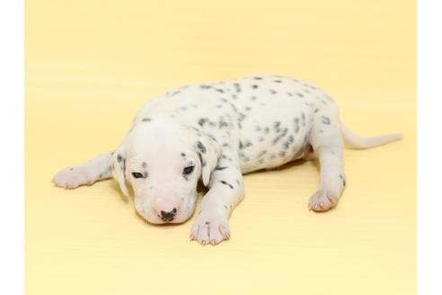 成約済の栃木県のダルメシアン-47305の2枚目