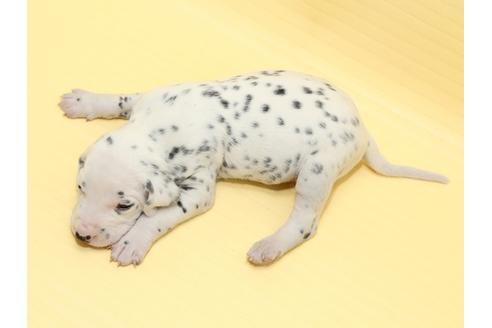 成約済の栃木県のダルメシアン-47305の3枚目