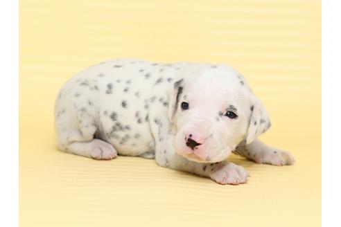 成約済の栃木県のダルメシアン-47306の1枚目