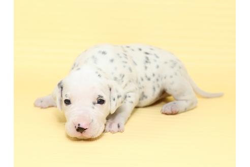 成約済の栃木県のダルメシアン-47306の2枚目