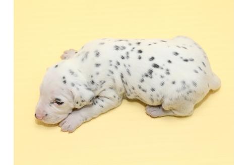 成約済の栃木県のダルメシアン-47306の3枚目