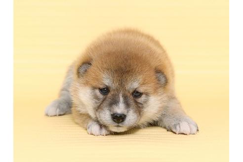 成約済の栃木県の柴犬-47307の2枚目