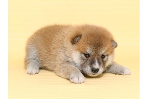 成約済の栃木県の柴犬-47307の3枚目