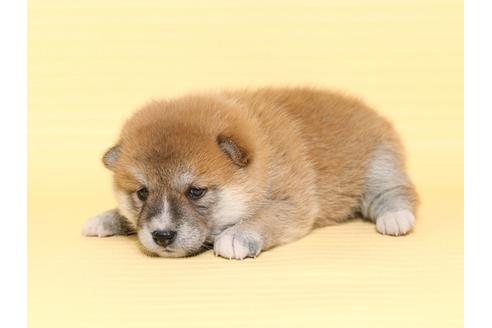 成約済の栃木県の柴犬-47307の1枚目