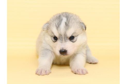 成約済の栃木県のシベリアンハスキー-47311の3枚目