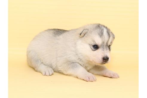 成約済の栃木県のシベリアンハスキー-47311の1枚目