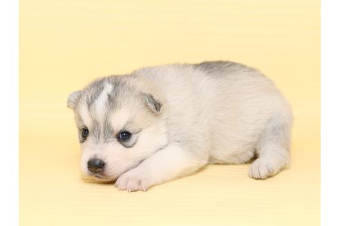 成約済の栃木県のシベリアンハスキー-47311の2枚目