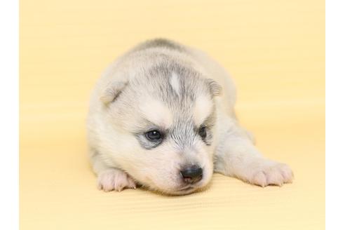 成約済の栃木県のシベリアンハスキー-47312の3枚目