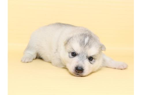 成約済の栃木県のシベリアンハスキー-47312の2枚目