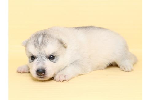 成約済の栃木県のシベリアンハスキー-47312の1枚目