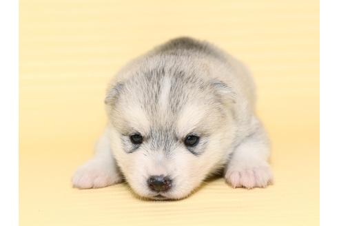 成約済の栃木県のシベリアンハスキー-47313の1枚目