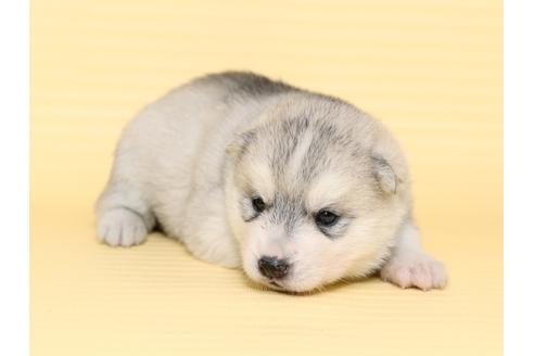 成約済の栃木県のシベリアンハスキー-47313の2枚目