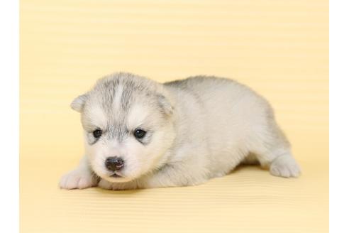 成約済の栃木県のシベリアンハスキー-47313の3枚目