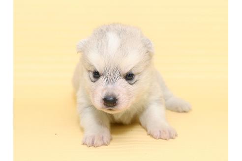 成約済の栃木県のシベリアンハスキー-47314の3枚目